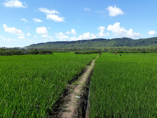 Fototapeta na wymiar rural landscape with green grass and blue sky