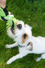 Parson Russell Terrier