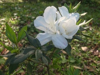 Sun shines on white beautiful rhododendron simsii flowers.