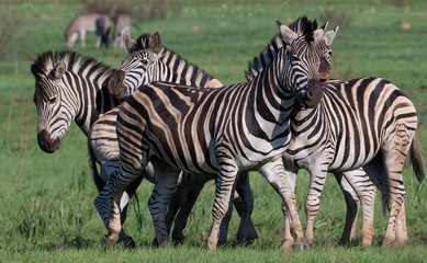 Naklejka premium Zebras in Pretoria