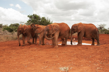 Rescued elephant orphans