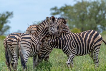 Fototapeta na wymiar Zebras in the Kruger National Park