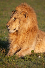 Sun-kissed male lion