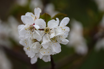 apple tree flowers