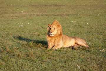 Sunbathing lion