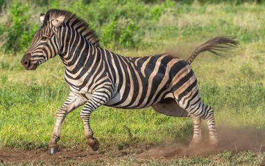 Fototapeta na wymiar Zebra running in the Kruger National Park