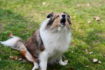 Shetland sheepdog sitting on grass field and barking with mouth open.