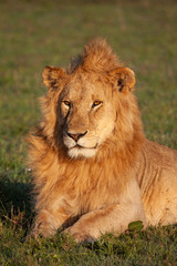 Sunbathing lion