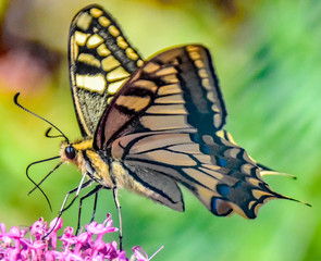 Fototapeta na wymiar papillon sur une fleur butterfly on a flower