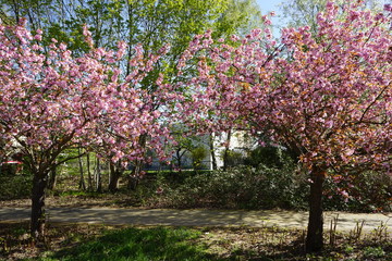 Naklejka premium Der Berliner Mauerweg während der Kirschblüte (Teltow)