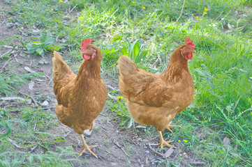 Dos gallinas camperas buscando comida entre la hierba