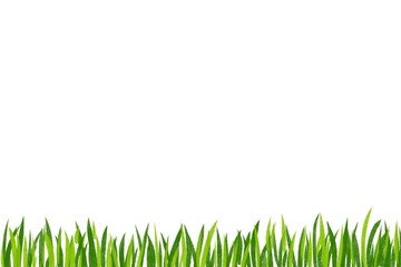 Fototapeta premium Drawn paint green leaf and grass. Border frame space isolated on white background.
