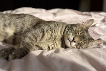 chat tigré dormant au soleil 