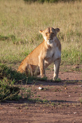 Lioness