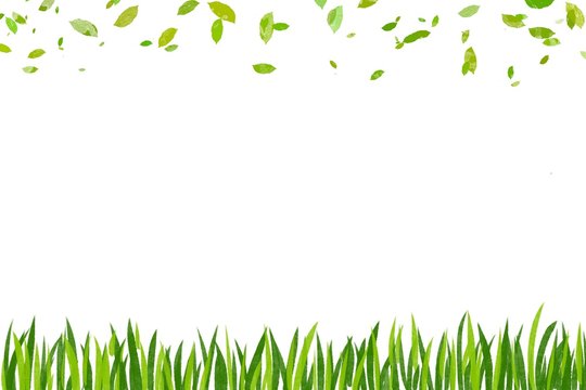 Drawn paint green leaf and grass.  Border frame  space isolated on white background.