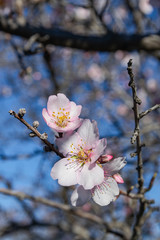 Almond flowers (Prunus dulcis), blooming with natural light