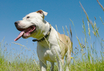 Perro american staffordshire terrier mirando a la izquierda al aire libre sobre hierba verde alta y...