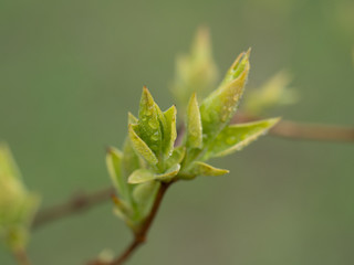 Nature wakes up. Tree branches with buds and small leaves. Cloudy day after the rain.