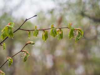 Nature wakes up. Tree branches with buds and small leaves. Cloudy day after the rain.