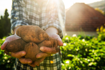 female farmer hands holding sweet potato