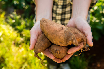 top view female farmer hands holding sweet potato