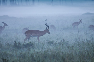 Impalllas in the mist