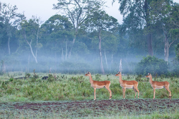 Impalas in the mist