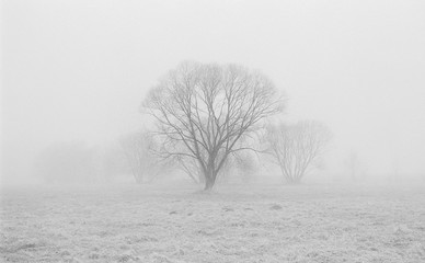 Drzewa w gęstej mgle B&W