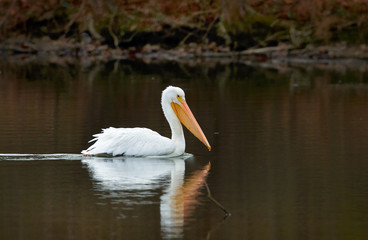 American White Pelican on the water