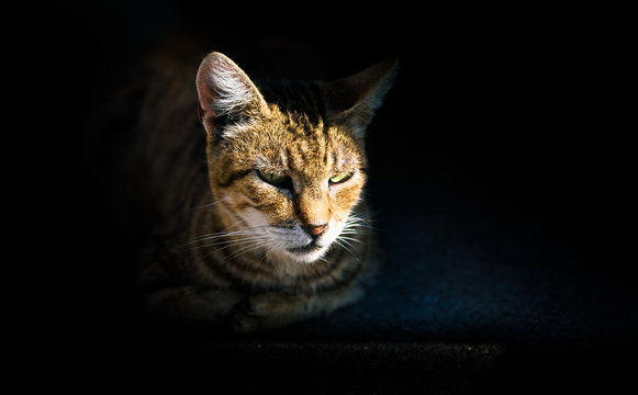 A Portrait Of A Cat Laying In The Sun