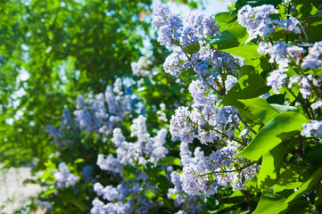 Spring branch of blossoming lilac