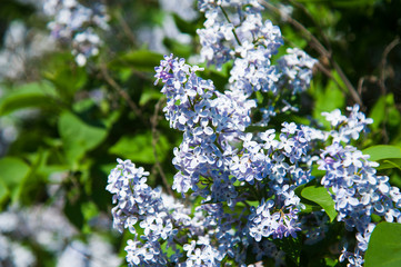 Spring branch of blossoming lilac