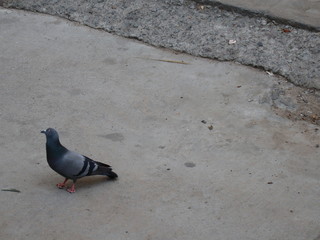 pigeon on the street