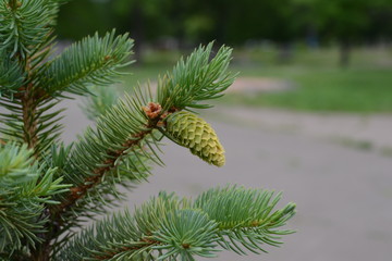 young cone of blue spruce closeup