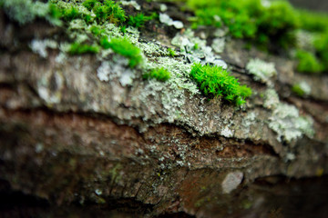 Beautiful macro Green moss on the trunk of an old tree closeup background. old mysterious fairy forest.