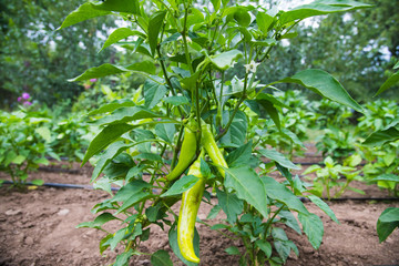Green hot peppers growing in the garden