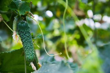 Cucumber farm greenhouse