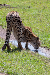 Thirsty cheetah