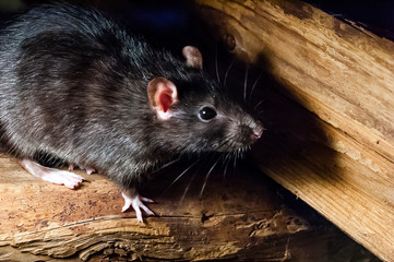 The black rat (Rattus rattus), also known as ship rat, roof rat, or house rat.