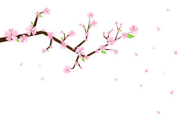 Sakura flowers. Cherry tree blossom. Spring garden flowers. Isolated white background.