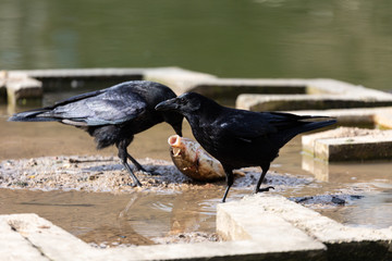 Crows eat fish near to the lake