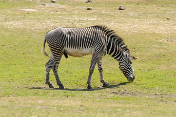 Fototapeta na wymiar Zebras are several species of African equids (horse family) united by their distinctive black-and-white striped coats.