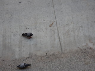 pigeons 