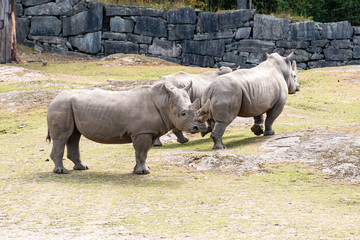 Naklejka premium A rhinoceros commonly abbreviated to rhino, is one of any five extant species of odd-toed ungulates in the family Rhinocerotidae, as well as any of the numerous extinct species therein.