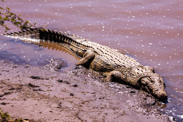 Nile Crocodile