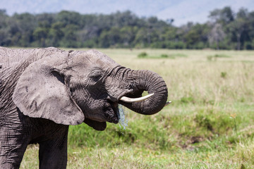Fototapeta na wymiar Thirsty elephant