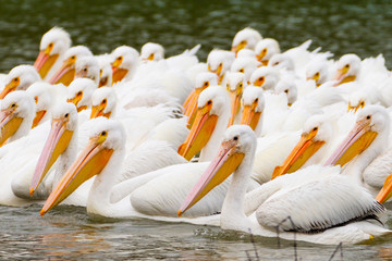 Flock of American White Pelicans