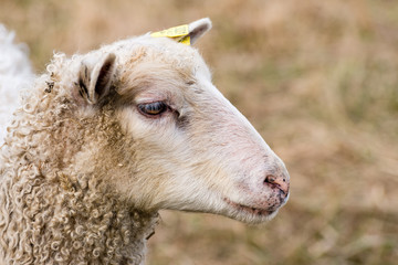 Obraz premium Domestic sheep (Ovis aries) are quadrupedal, ruminant mammals typically kept as livestock.