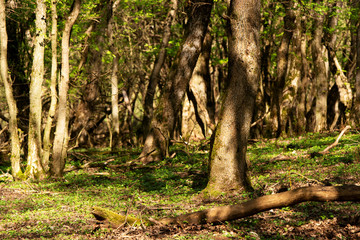 Old forest in spring time