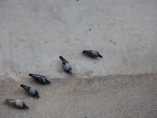 pigeons 